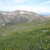 wildflowers_Arapahoe Peak