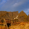 norway_lofoten_cod