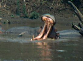Hippo in Kenya